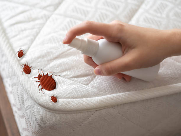 Best Wasp Removal Services  in Seabrook Island, SC